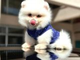 SECERELİ EN SEVİMLİ POMERANİAN BOO ERKEK YAVRU