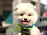 IRK VE SAĞLIK GARANTİLİ POMERANİAN BOO ERKEK YAVRU