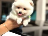 Irk Ve Sağlik Garanti̇li̇ Pomerani̇an Boo Erkek Yavru