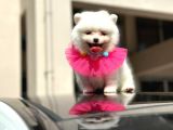SHOW KALİTE DİŞİ POMERANİAN BOO