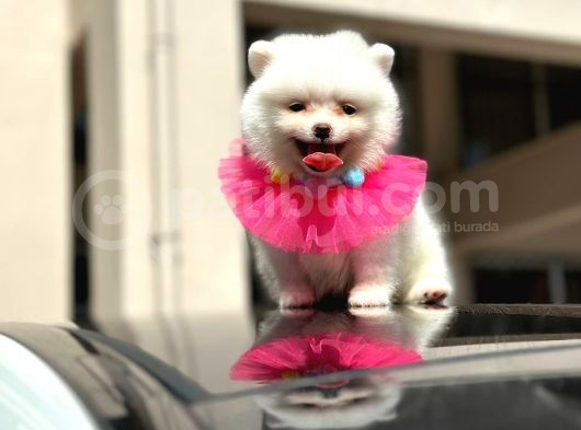Show Kali̇te Di̇şi̇ Pomerani̇an Boo