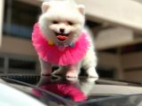 Show Kali̇te Di̇şi̇ Pomerani̇an Boo