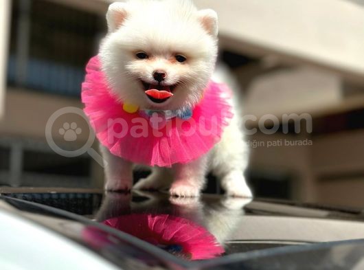 Show Kali̇te Di̇şi̇ Pomerani̇an Boo görsel