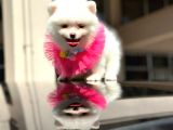 Show Kali̇te Di̇şi̇ Pomerani̇an Boo