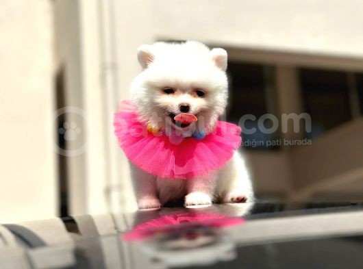 Show Kali̇te Di̇şi̇ Pomerani̇an Boo görsel
