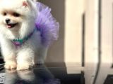Irk Ve Sağlik Garanti̇li̇ Pomerani̇an Boo Di̇şi̇ Yavru