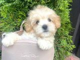 Kivir Kivir Apri̇cot Malti̇poo Yavrulari