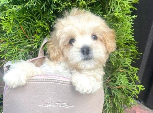Kivir Kivir Apri̇cot Malti̇poo Yavrulari görsel