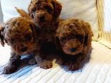Çok Özel Tea Cup Kore Poodle Yavrular Garantili