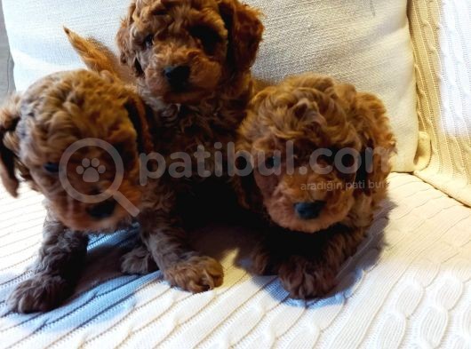 Çok Özel Tea Cup Kore Poodle Yavrular Garantili görsel