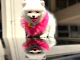 Mini Dişi Orjinal Pomerian