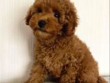 SAFKAN A KALİTE TOY POODLE YAVRULARI