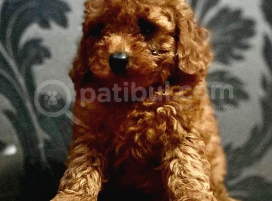 Wc Eğitimli En Güzel Toy Poodle Yavrularımız görsel