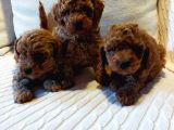 Çok Özel Tea Cup Kore Poodle Yavrular Garantili