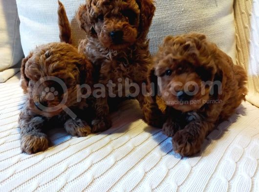 Çok Özel Tea Cup Kore Poodle Yavrular Garantili görsel