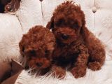 Çok Özel Tea Cup Kore Poodle Yavrular Garantili
