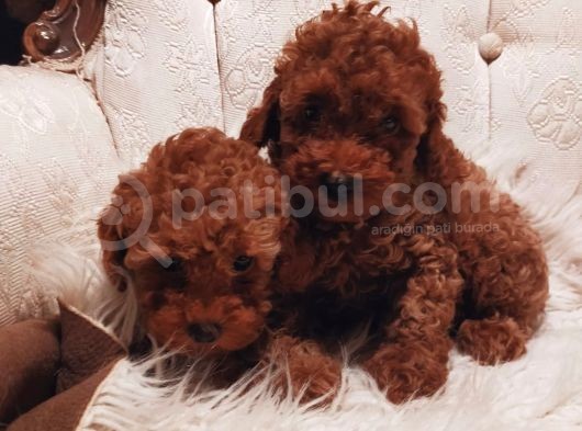 Çok Özel Tea Cup Kore Poodle Yavrular Garantili görsel