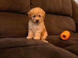 BABY TATLI MALTİPOO YAVRULARI