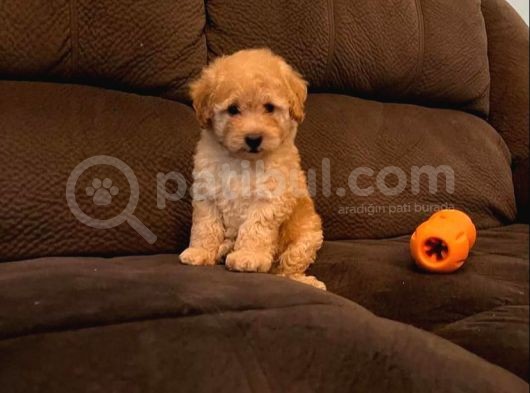 Baby Tatli Malti̇poo Yavrulari
