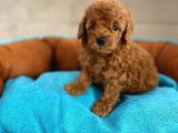Wc Eğitimli En Güzel Toy Poodle Yavrularımız