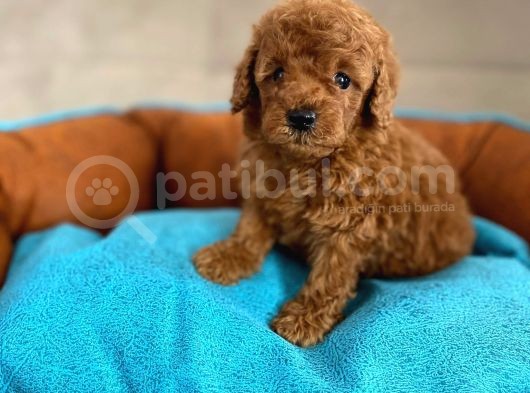 Wc Eğitimli En Güzel Toy Poodle Yavrularımız görsel