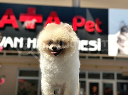 Dünya Tatlısı Pomerian Yavrumuz