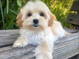 KIVIR KIVIR APRİCOT MALTİPOO YAVRULARI