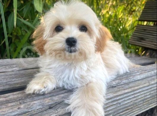 Kivir Kivir Apri̇cot Malti̇poo Yavrulari