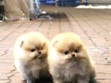 Kore Kani Pomerani̇an Boo Bebekler