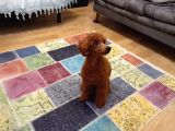 7 Aylık Dişi Minyatür Red Brown Dişi Poodle