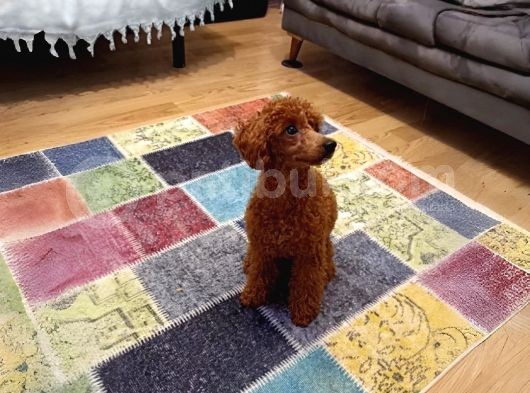 7 Aylık Dişi Minyatür Red Brown Dişi Poodle görsel