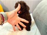 Fırsat Orjinal Toy Garantili Çikolata Erkek Poodle
