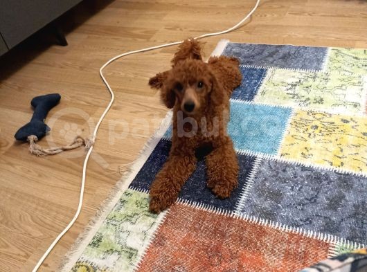 7 Aylık Dişi Minyatür Red Brown Dişi Poodle görsel