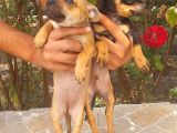 Safkan Chiuahua Di̇şi̇ Erkek Yavrular