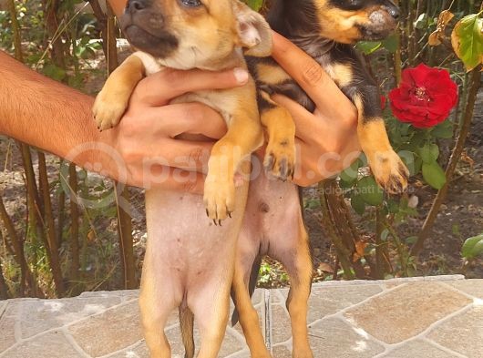 Safkan Chiuahua Di̇şi̇ Erkek Yavrular görsel