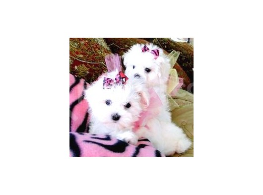 Maltesse Terri̇er  