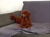 7 Aylık Dişi Minyatür Red Brown Dişi Poodle