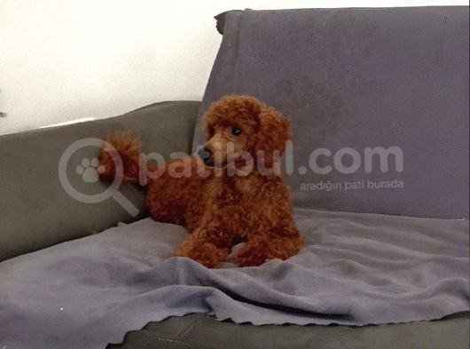 7 Aylık Dişi Minyatür Red Brown Dişi Poodle