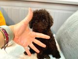 Fırsat Orjinal Toy Garantili Çikolata Erkek Poodle