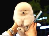 Show Kali̇te Gülen Surat Pomerani̇an Boo Bebekler