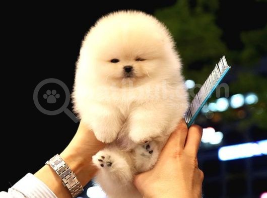 Show Kali̇te Gülen Surat Pomerani̇an Boo Bebekler görsel