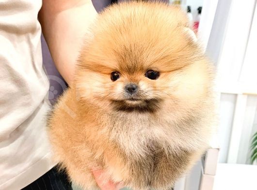 Ayi Suratli Pomerani̇an Boo Bebekler