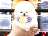 Teady Bear Pomerani̇an Boo Bebekleri̇mi̇z