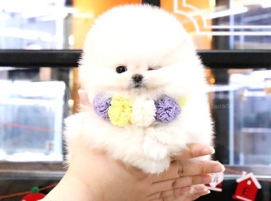 Teady Bear Pomerani̇an Boo Bebekleri̇mi̇z görsel