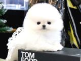 TEADY BEAR POMERANİAN BOO BEBEKLERİMİZ
