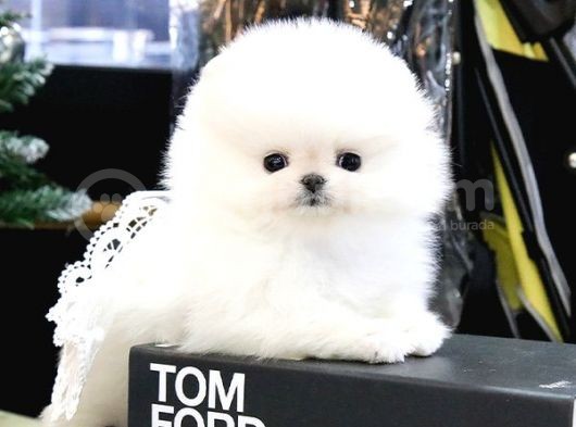 Teady Bear Pomerani̇an Boo Bebekleri̇mi̇z