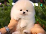 Show Kali̇te Gülen Surat Pomerani̇an Boo Bebekler
