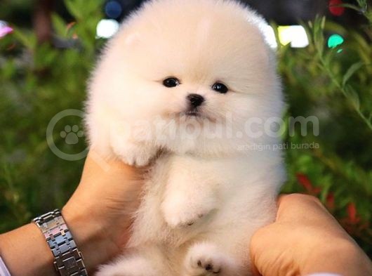 Show Kali̇te Gülen Surat Pomerani̇an Boo Bebekler görsel