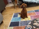 7 Aylık Dişi Minyatür Red Brown Dişi Poodle