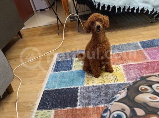 7 Aylık Dişi Minyatür Red Brown Dişi Poodle görsel